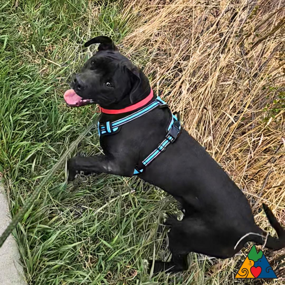 Enlarge Fox Mulder, a ADOPTABLE mixed breed in Douglas, WY image 4/5