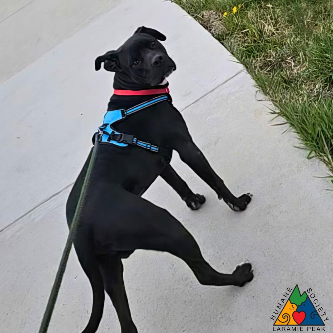 Enlarge Fox Mulder, a ADOPTABLE mixed breed in Douglas, WY image 5/5