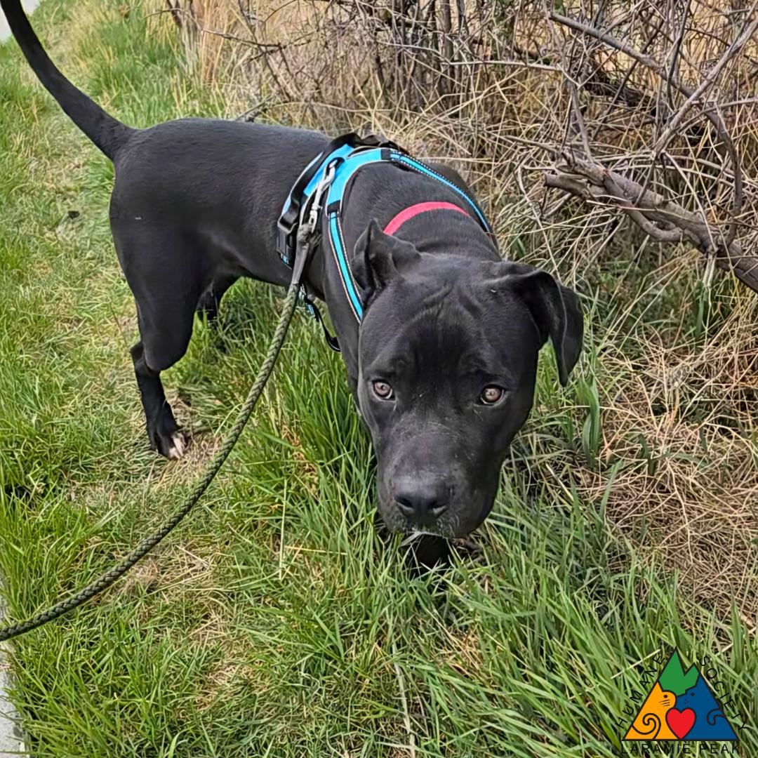 Fox Mulder, ADOPTABLE, Young Male Black Labrador Retriever & Staffordshire Bull Terrier.