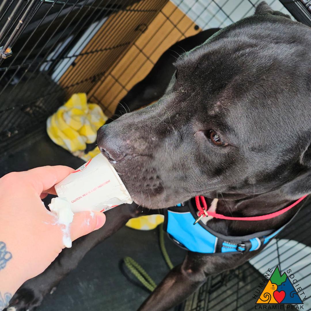 Enlarge Fox Mulder, a ADOPTABLE mixed breed in Douglas, WY image 3/5