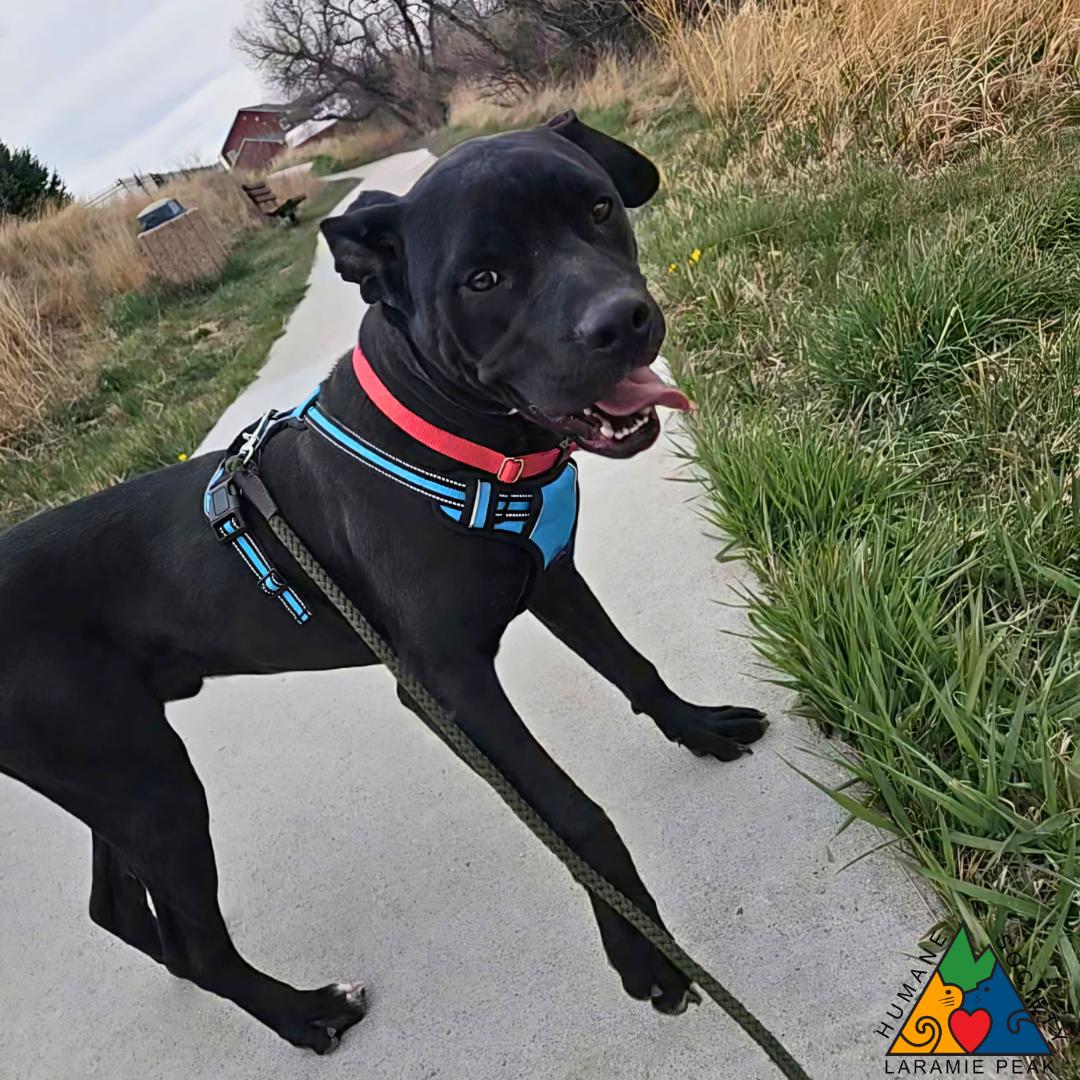 Enlarge Fox Mulder, a ADOPTABLE mixed breed in Douglas, WY image 2/5
