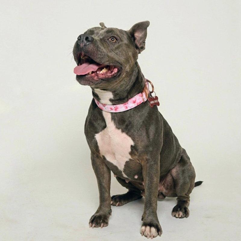 Almondie, Adoptable, Senior Female Pit Bull Terrier.