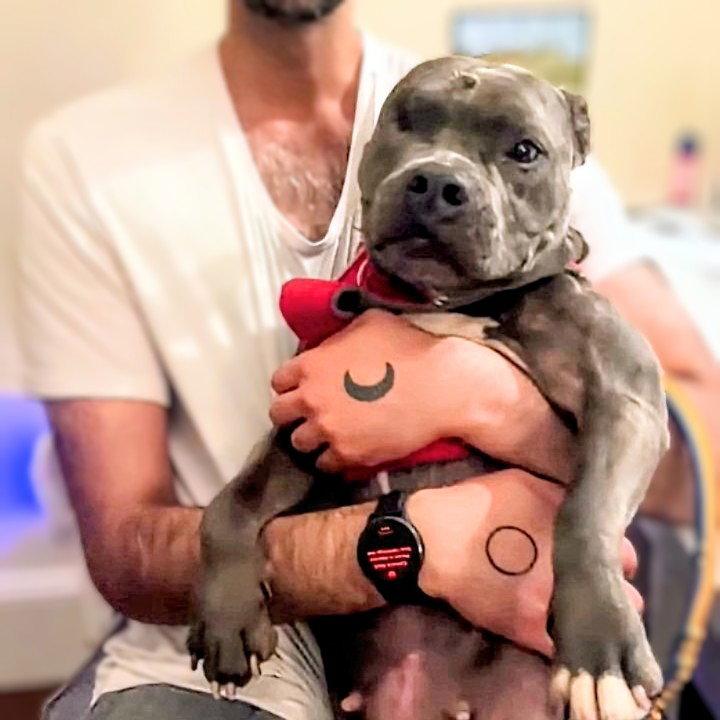 Enlarge Almondie, a Adoptable Pit Bull Terrier in Oakland, CA image 1/3