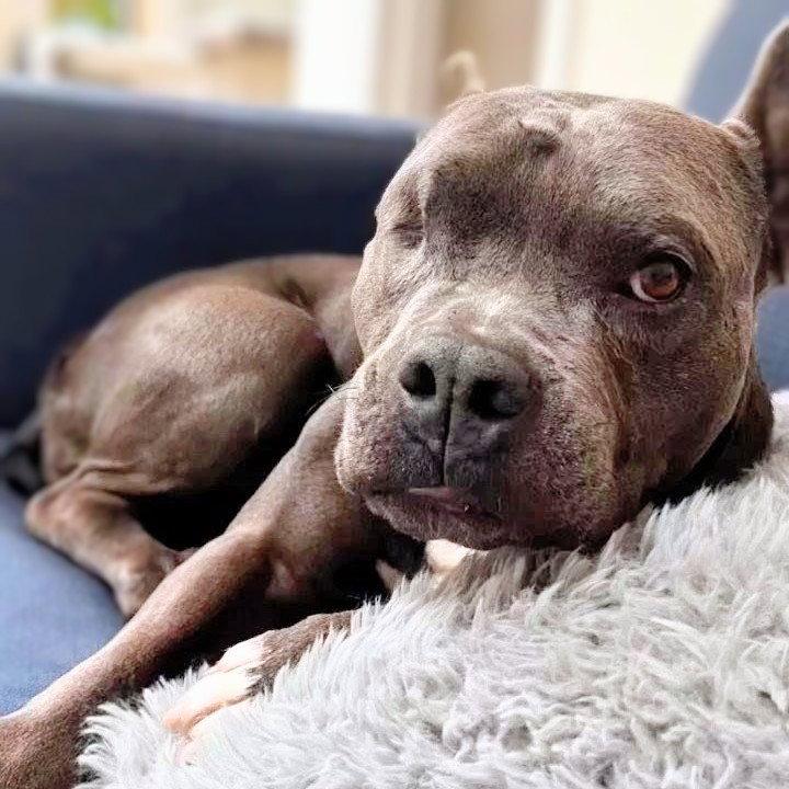 Enlarge Almondie, a Adoptable Pit Bull Terrier in Oakland, CA image 2/3