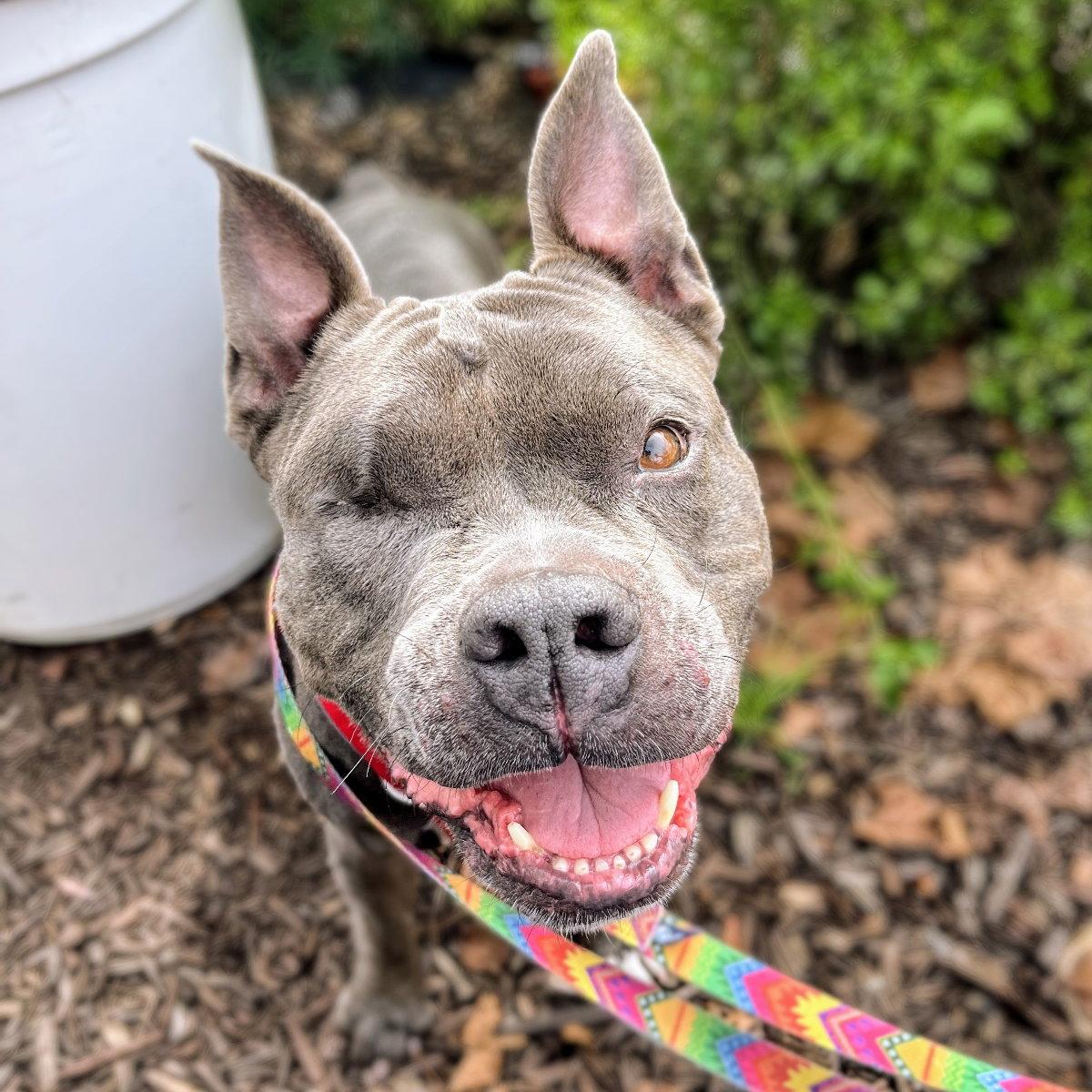Almondie, a Adoptable Pit Bull Terrier in Oakland, CA image 2/3