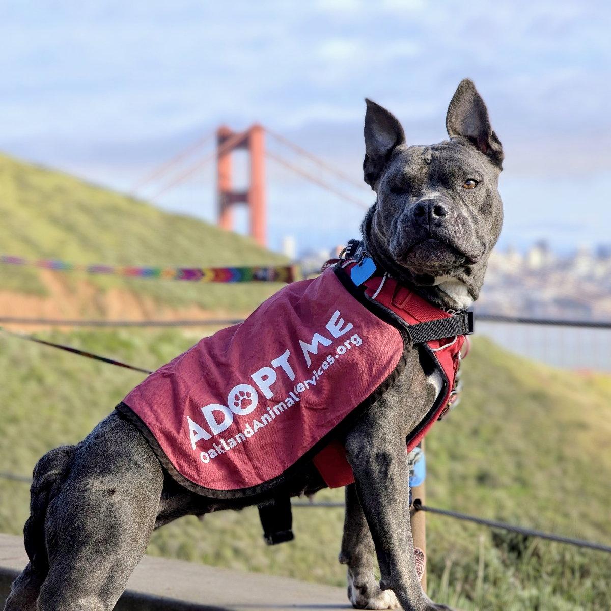 Almondie, a Adoptable Pit Bull Terrier in Oakland, CA image 3/3