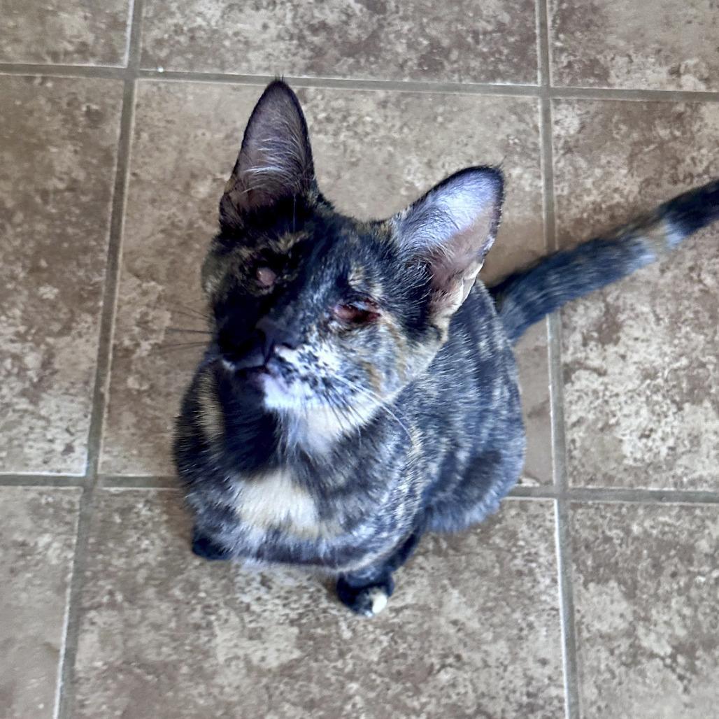 Nyra Moonwhisper, a Adoptable Domestic Short Hair in Palmdale, CA image 1/2