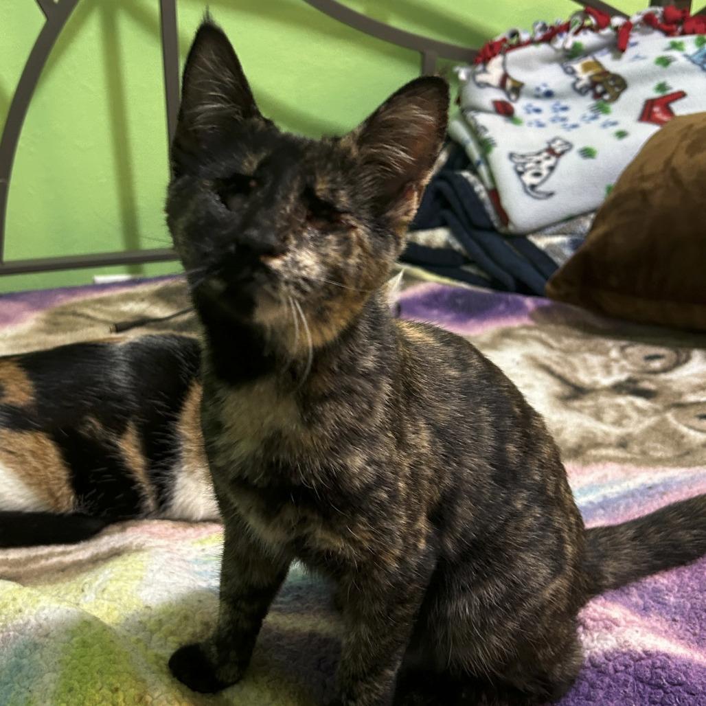 Nyra Moonwhisper, a Adoptable Domestic Short Hair in Palmdale, CA image 2/2