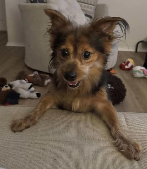 Maverick, Adopted, Adult Male Yorkshire Terrier.