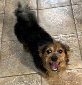 Enlarge Maverick, a Adopted Yorkshire Terrier in Leander, TX image 2/4