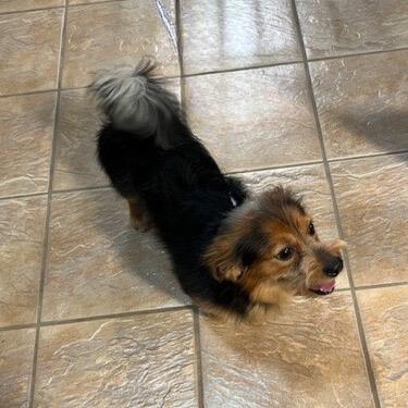 Enlarge Maverick, a Adopted Yorkshire Terrier in Leander, TX image 3/4