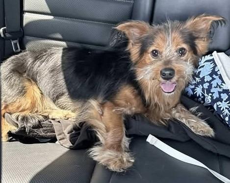 Enlarge Maverick, a Adopted Yorkshire Terrier in Leander, TX image 4/4