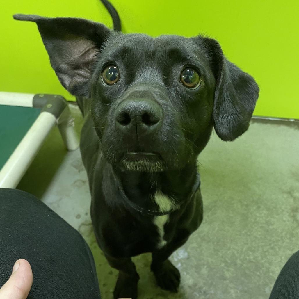 Rory, Adoptable, Adult Male Terrier.