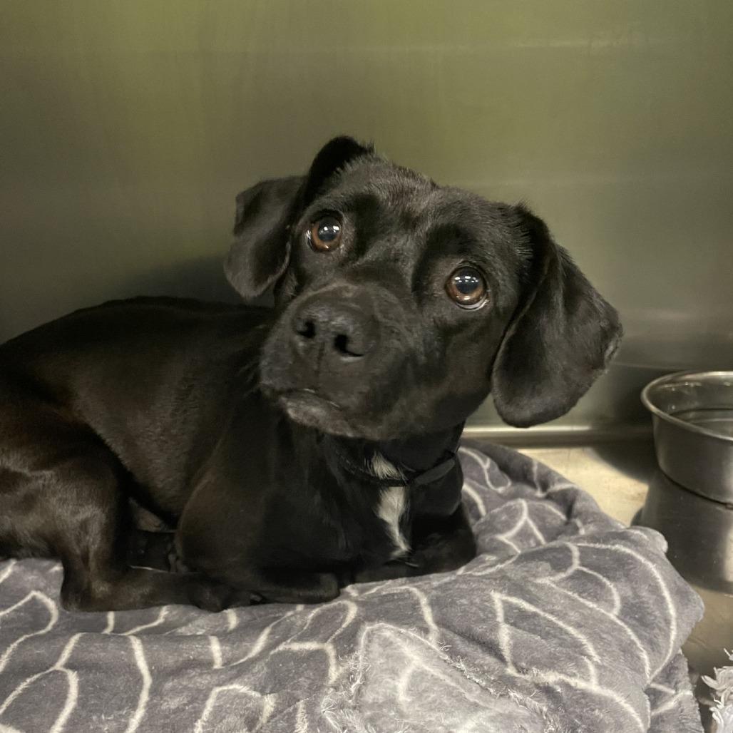 Enlarge Rory, a Adoptable mixed breed in Spokane, WA image 2/2