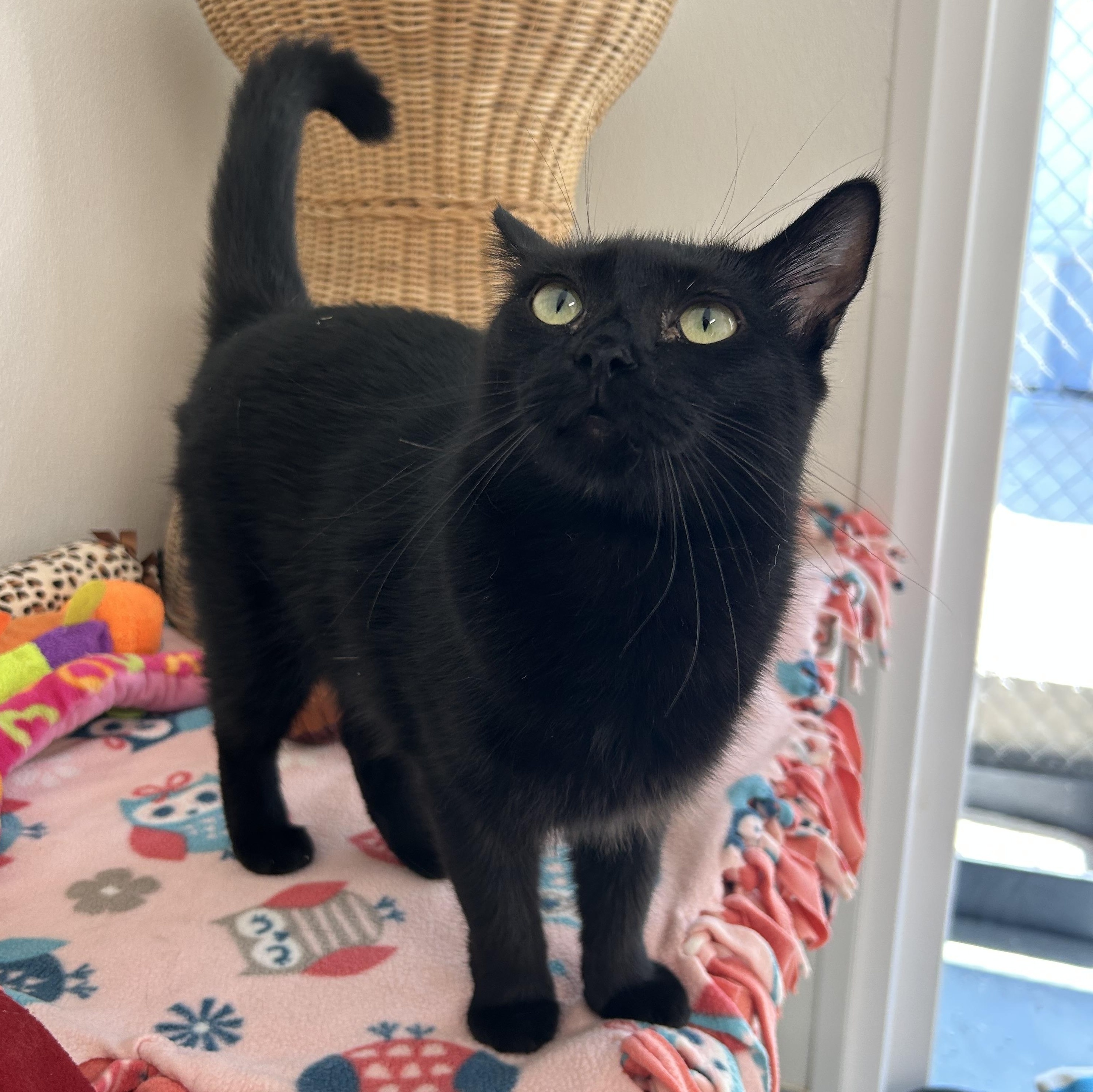 Enlarge Raven, a Adoptable Domestic Short Hair in El Cajon, CA image 2/3