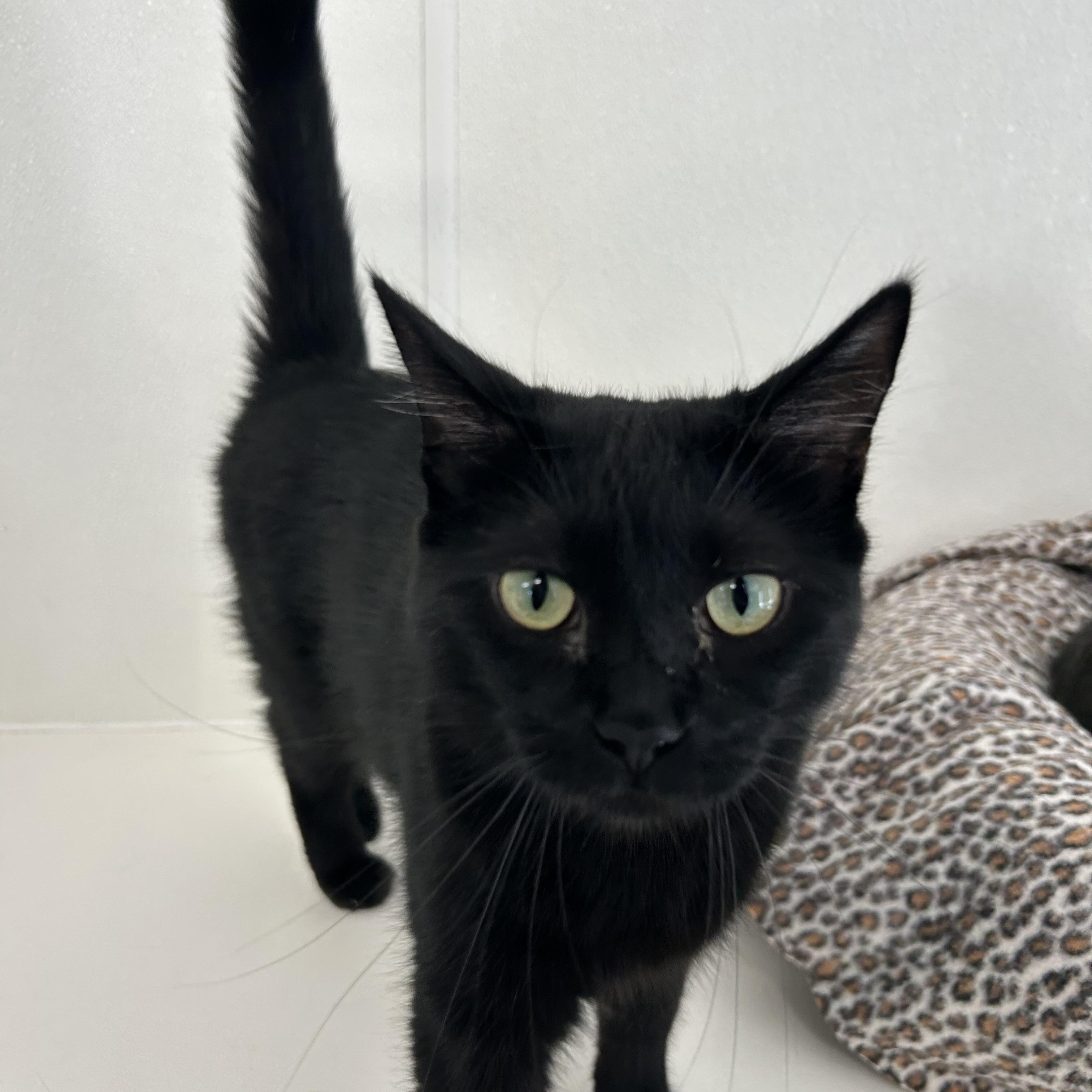 Enlarge Raven, a Adoptable Domestic Short Hair in El Cajon, CA image 3/3