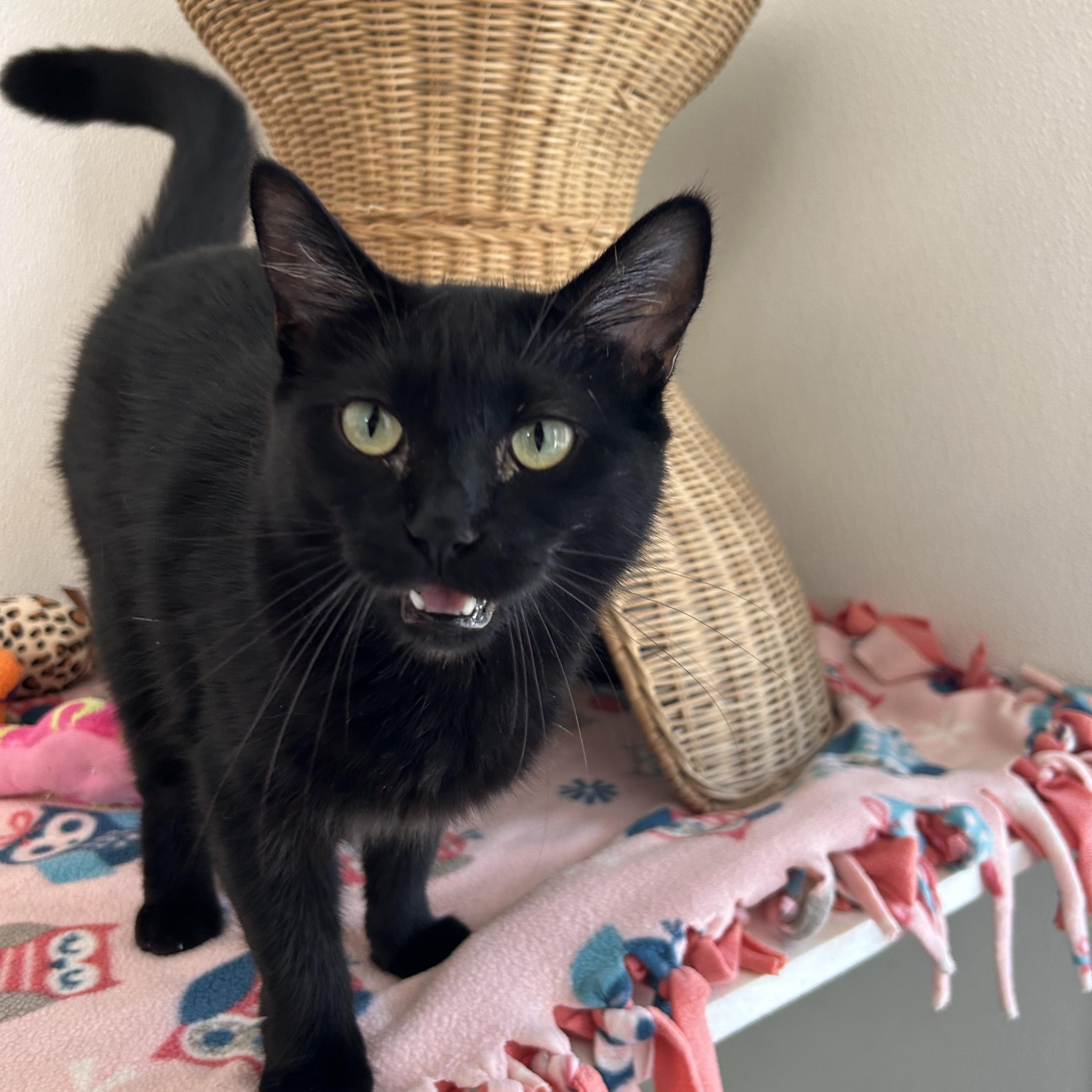 Raven, Adoptable, Young Female Domestic Short Hair.