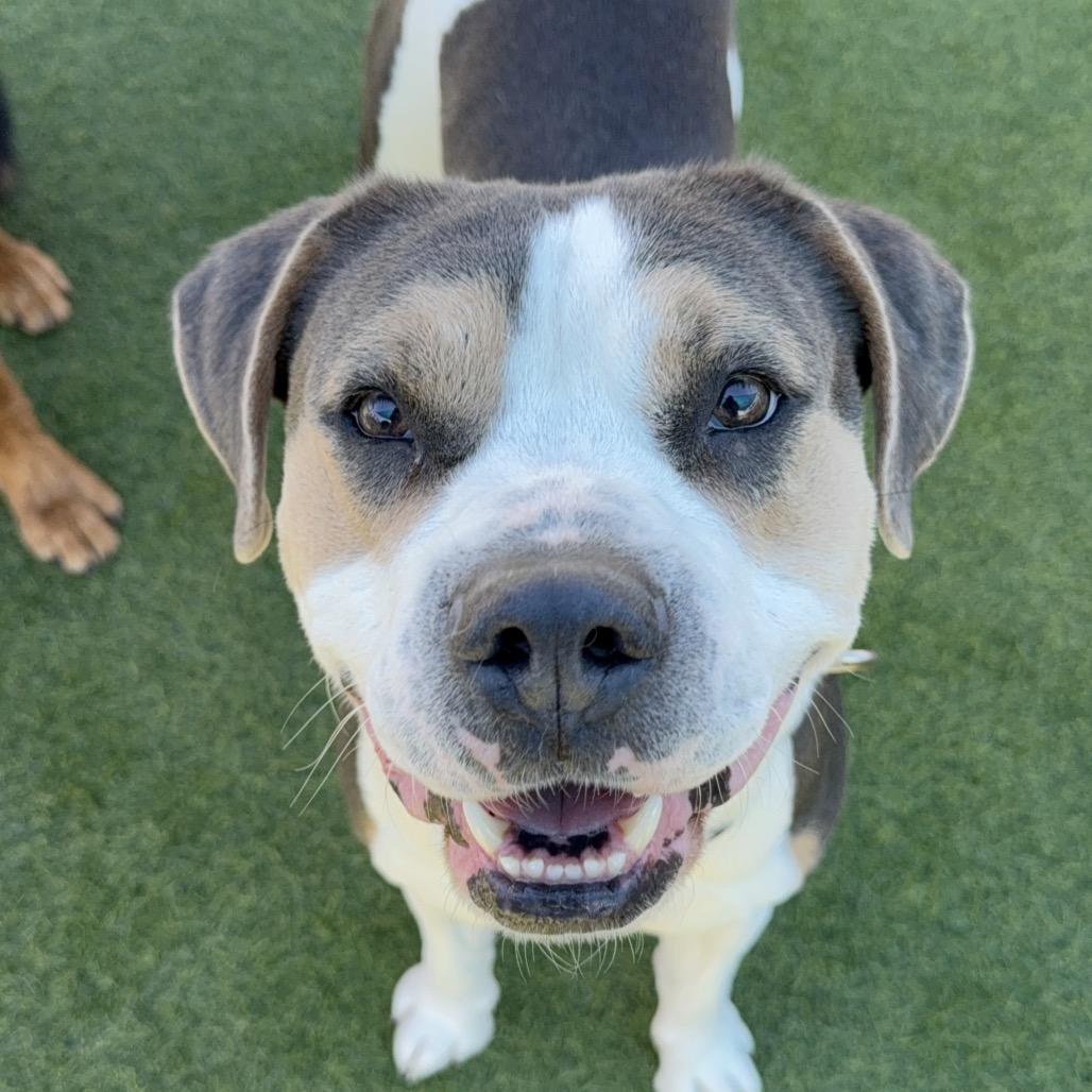 Ferris A2119342, Adoptable, Senior Male Mixed Breed.