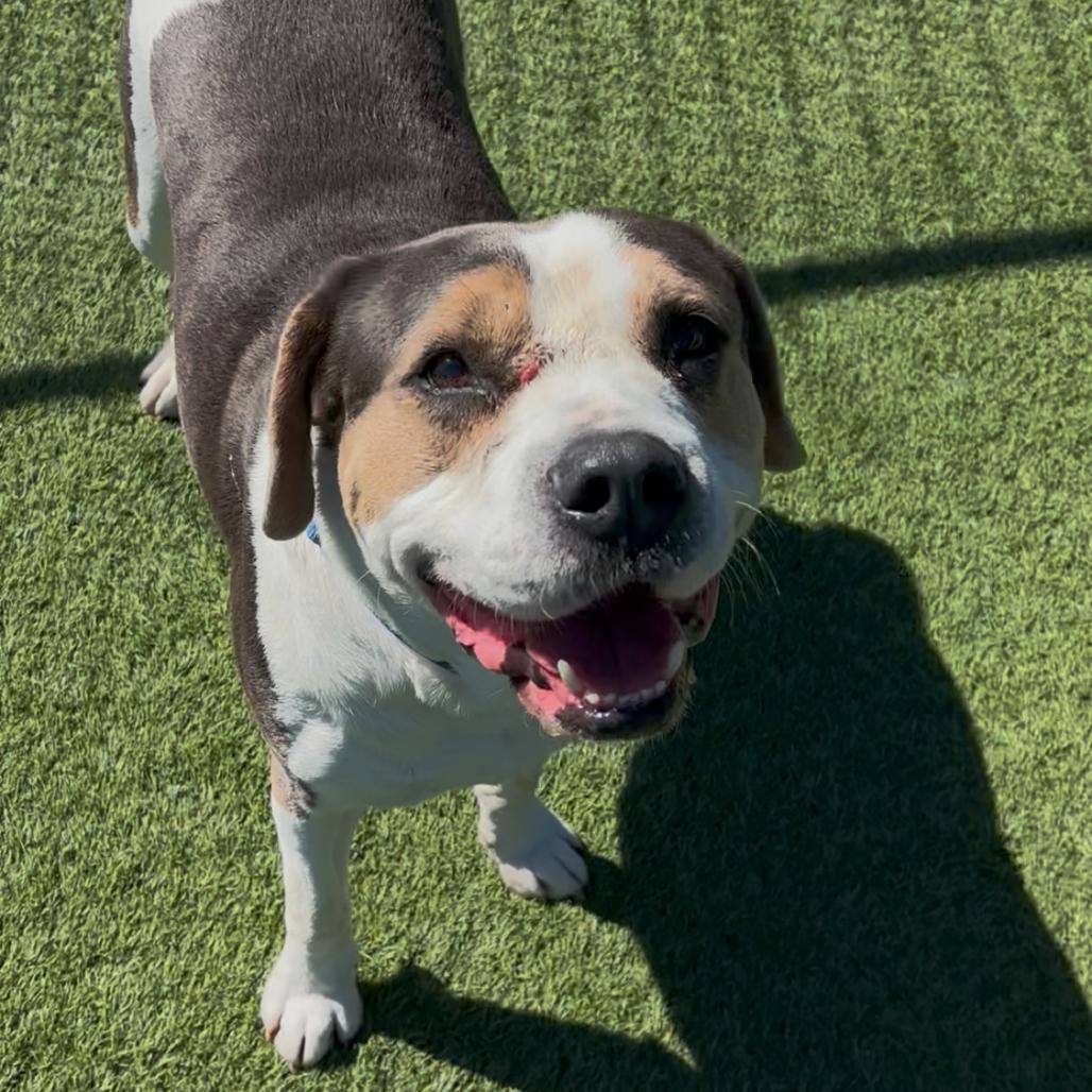 Ferris A2119342, a Adoptable Mixed Breed in Mission Hills, CA image 2/6