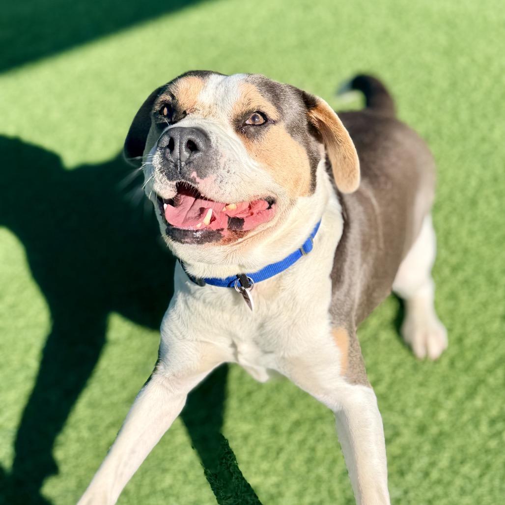 Ferris A2119342, a Adoptable Mixed Breed in Mission Hills, CA image 5/6