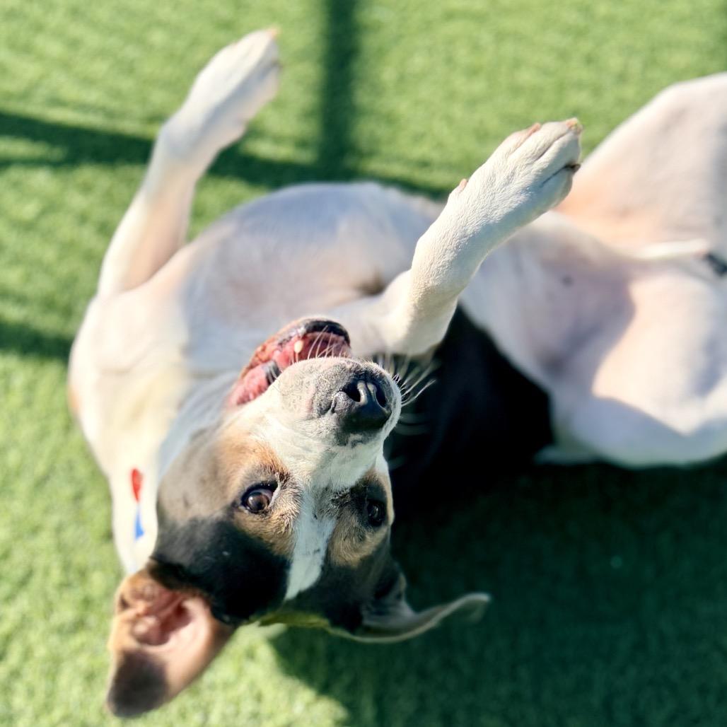 Ferris A2119342, a Adoptable Mixed Breed in Mission Hills, CA image 6/6