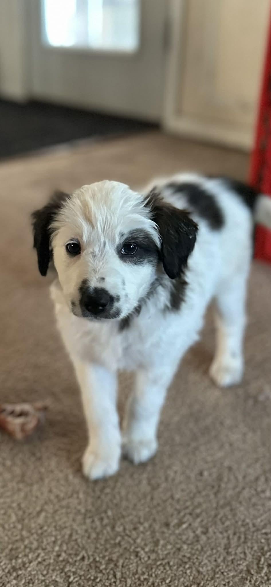 Phillie, a ADOPTABLE Border Collie in Mesa, AZ image 1/4