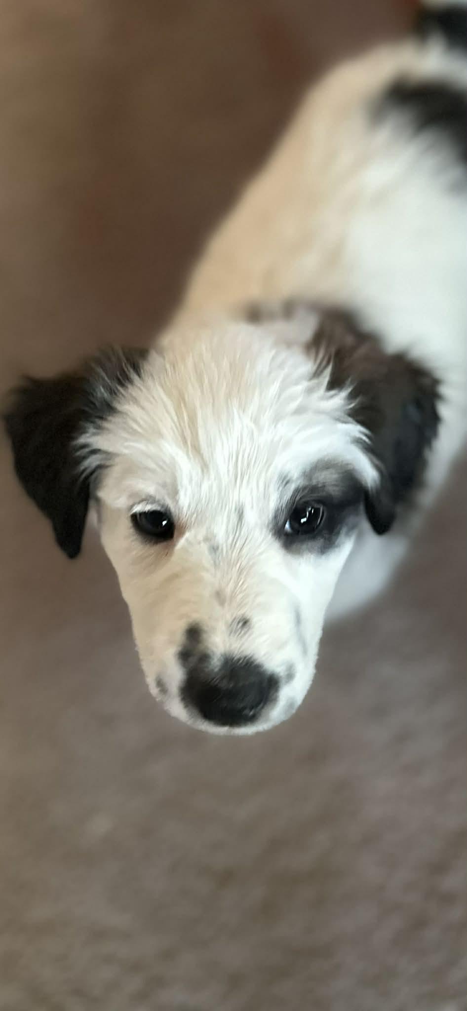Phillie, a ADOPTABLE Border Collie in Mesa, AZ image 3/4