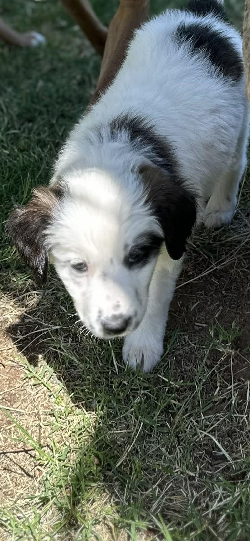 Phillie, a ADOPTABLE Border Collie in Mesa, AZ image 4/4
