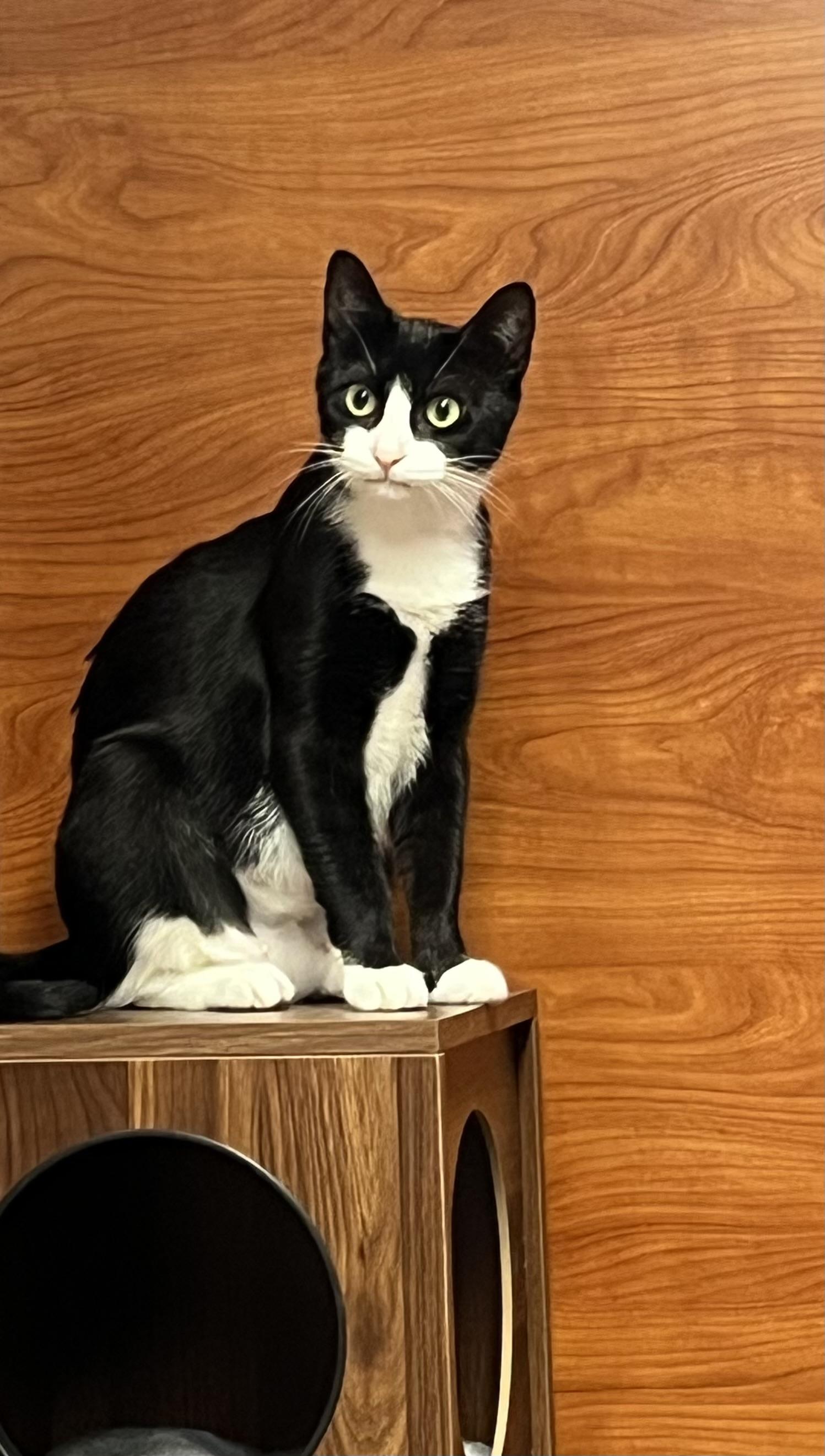 Enlarge Libby, a Adoptable mixed breed in Port Jefferson Station, NY image 1/1