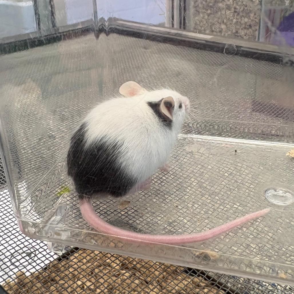 Ryoshu, Adoptable, Baby Male Mouse.