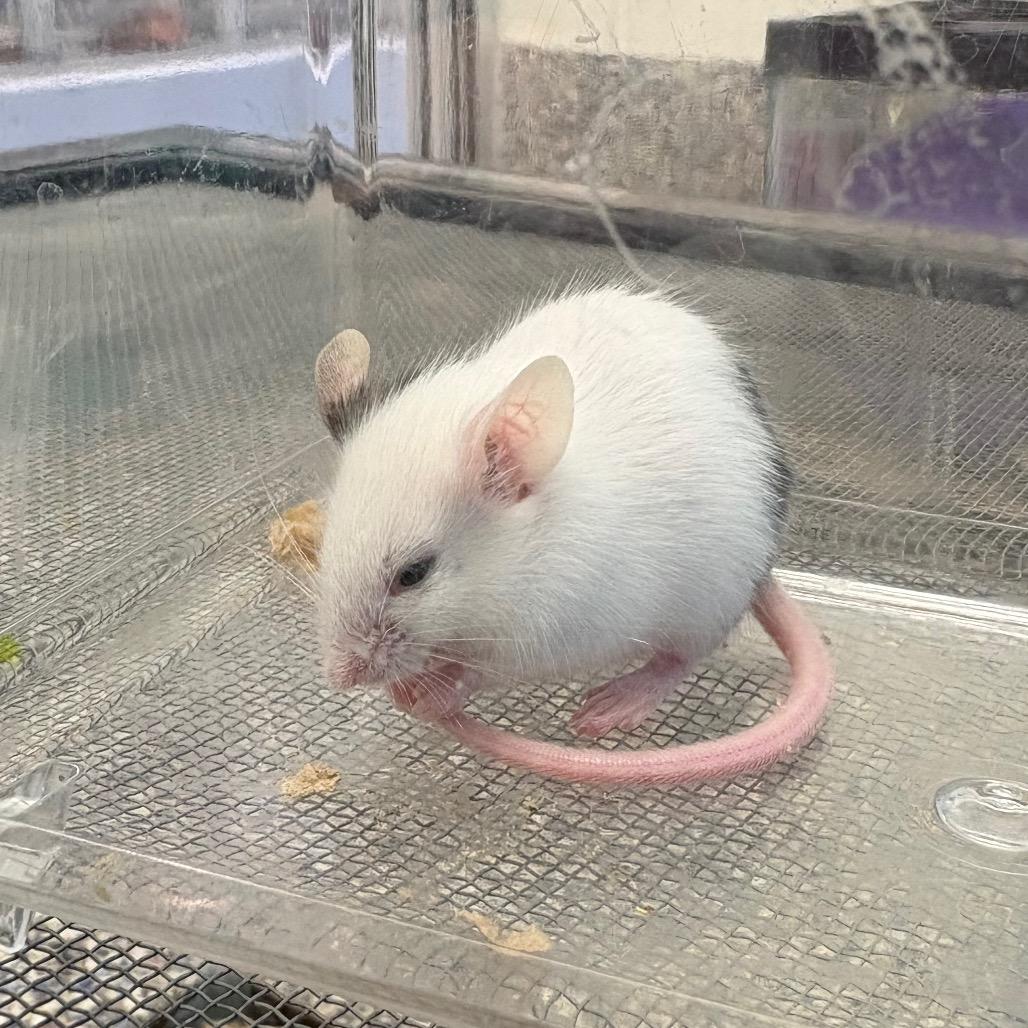 Ryoshu, a Adoptable Mouse in Fairport, NY image 2/3