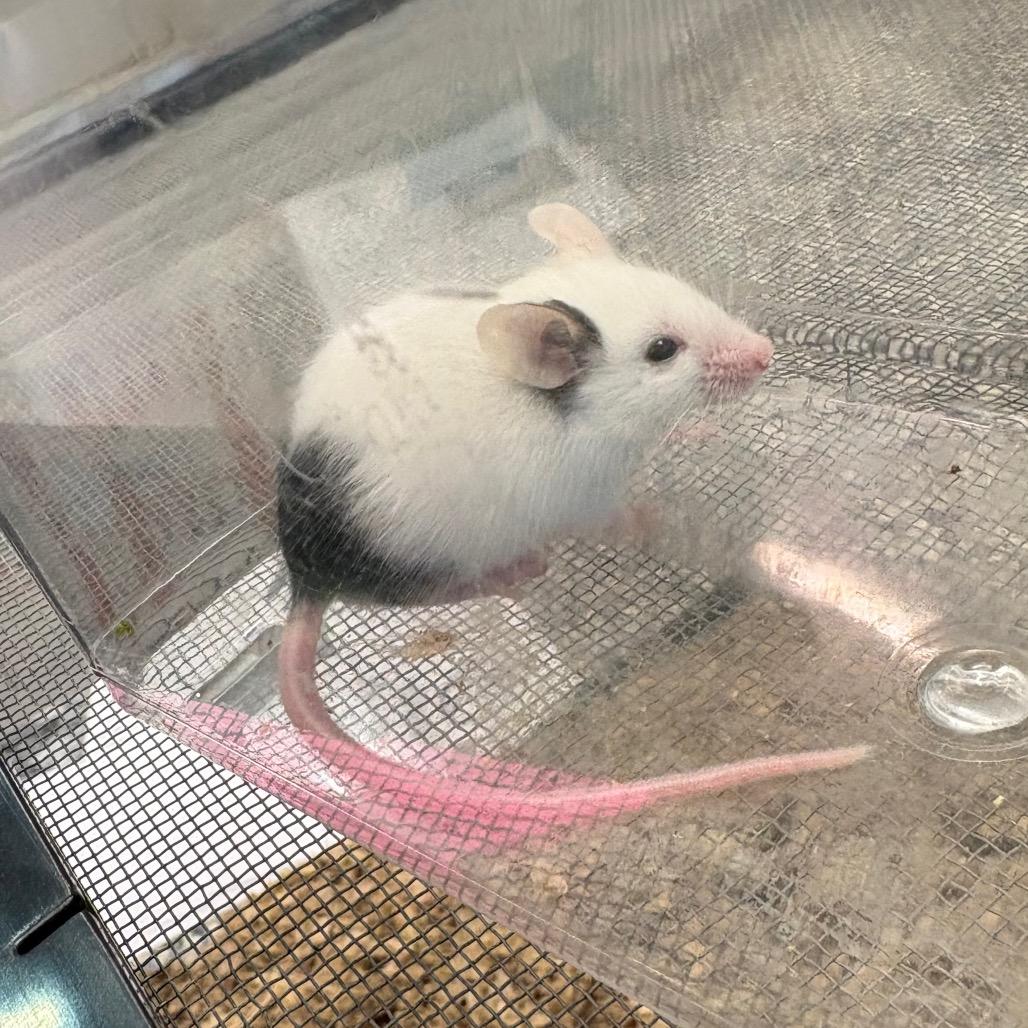 Ryoshu, a Adoptable Mouse in Fairport, NY image 3/3