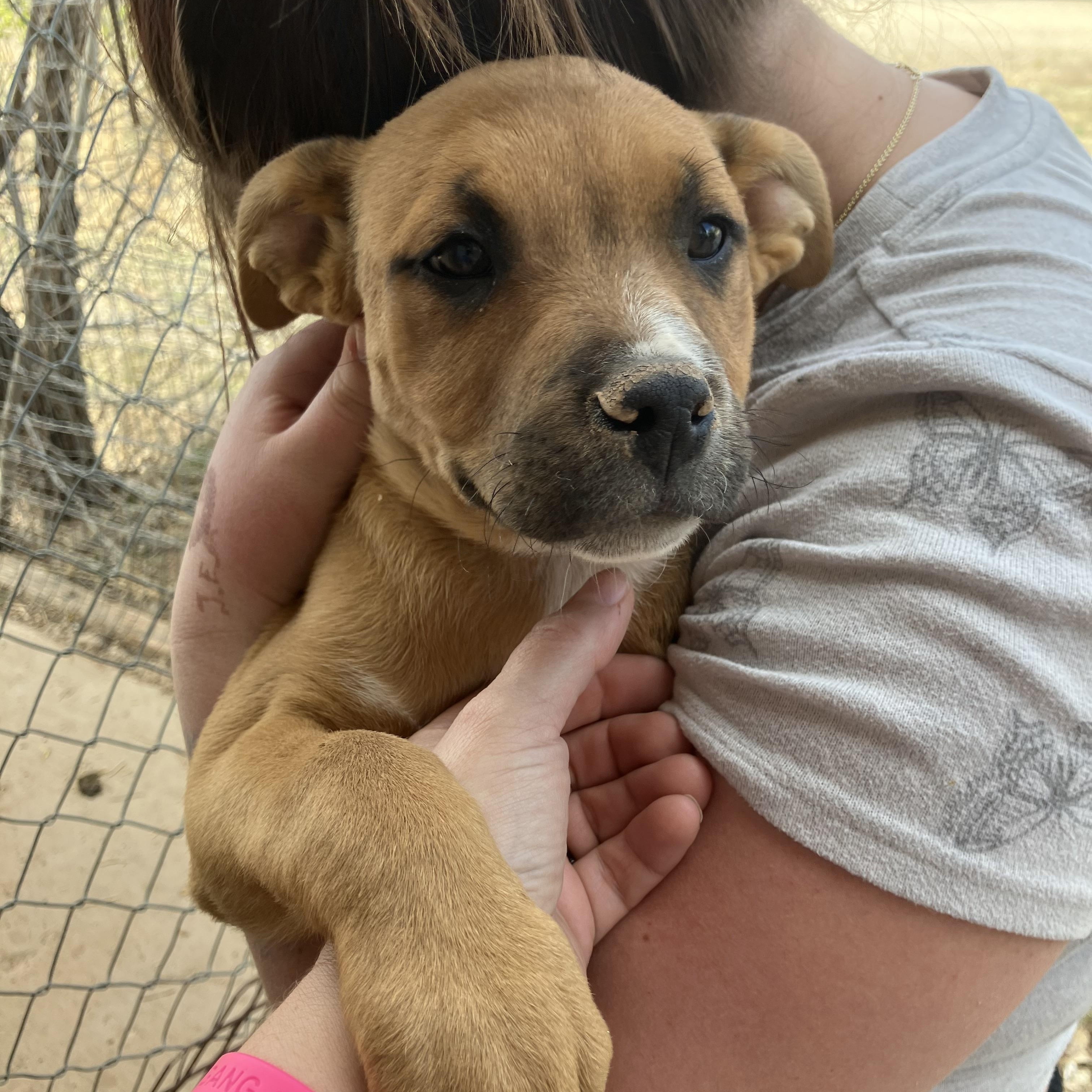 Edgewood Puppy Group, ADOPTABLE, Puppy Female Cattle Dog.