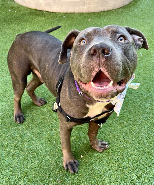 HORTON, Adoptable, Young Male Pit Bull Terrier.