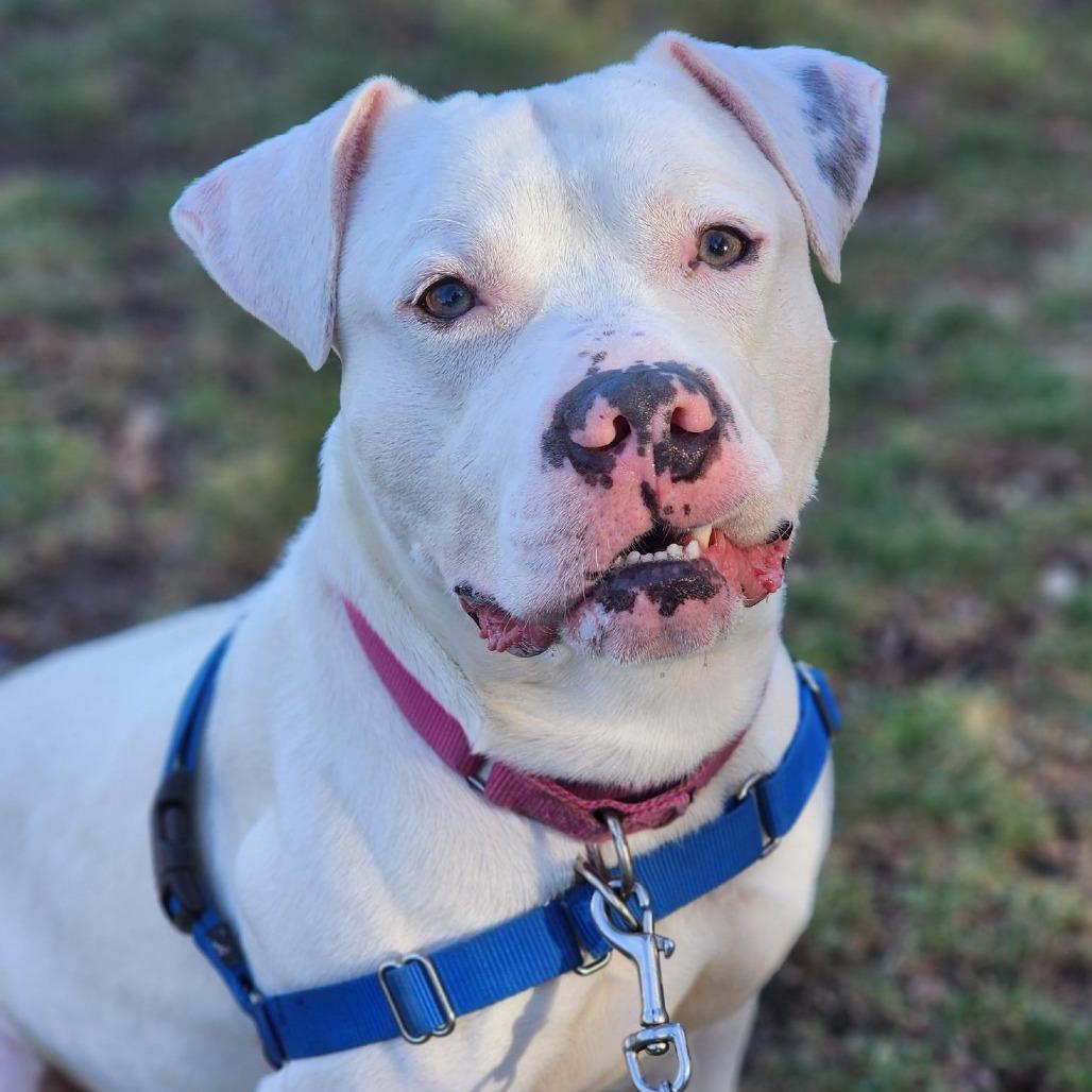 Goose, Adoptable, Adult Male American Bulldog.