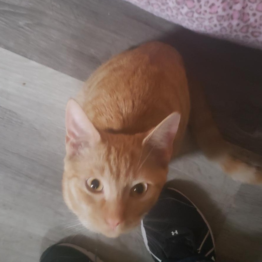 Enlarge Franklin, an adopted Domestic Short Hair in Lemoyne, PA image 1/6