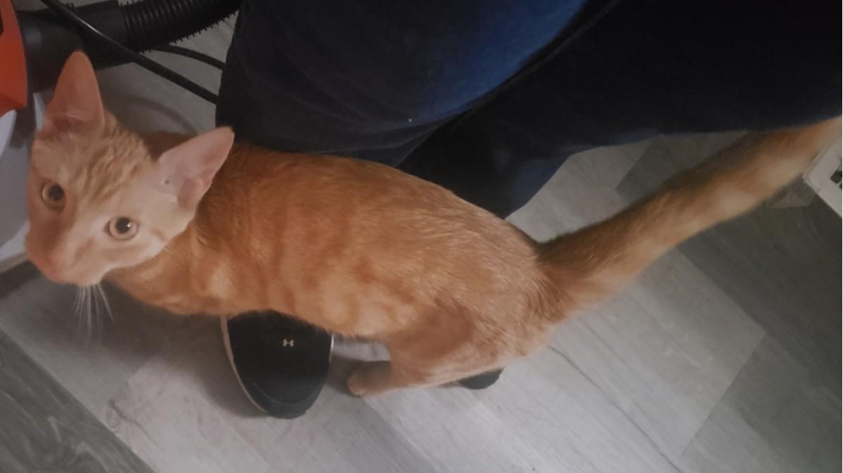 Enlarge Franklin, an adopted Domestic Short Hair in Lemoyne, PA image 5/6