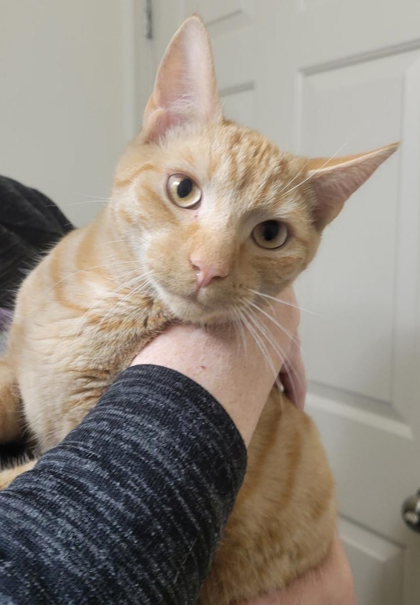 Enlarge Franklin, an adopted Domestic Short Hair in Lemoyne, PA image 4/6