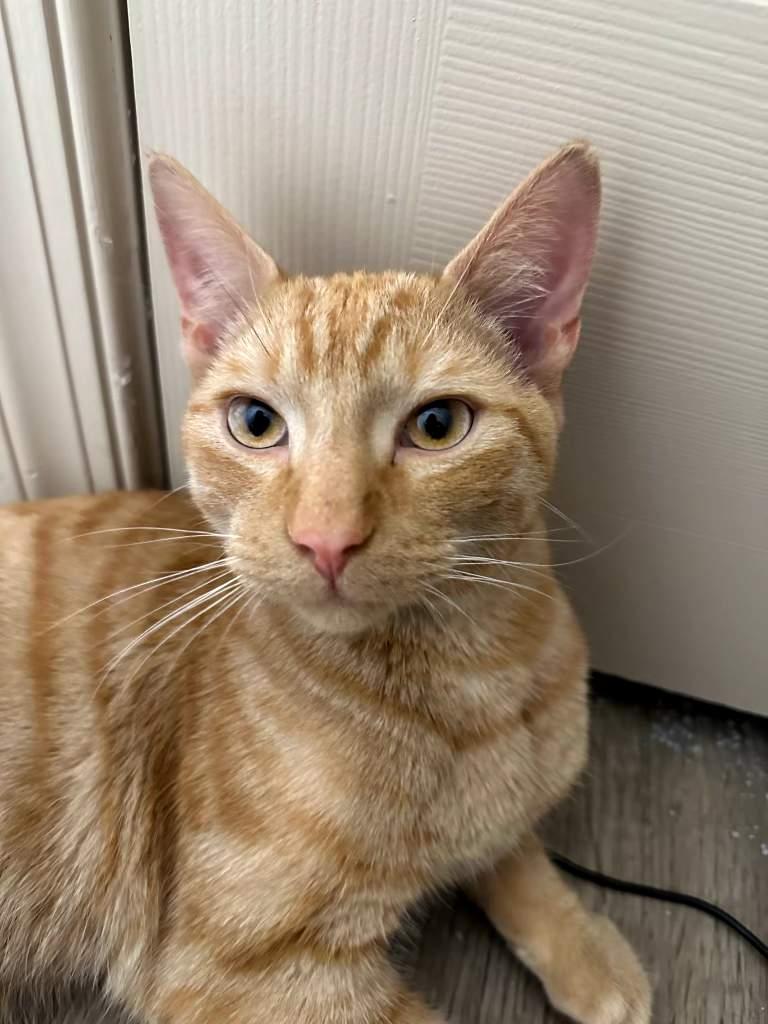 Enlarge Franklin, an adopted Domestic Short Hair in Lemoyne, PA image 2/6