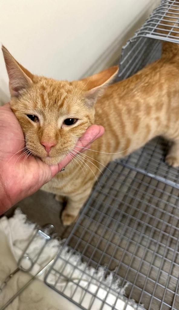 Enlarge Franklin, an adopted Domestic Short Hair in Lemoyne, PA image 3/6