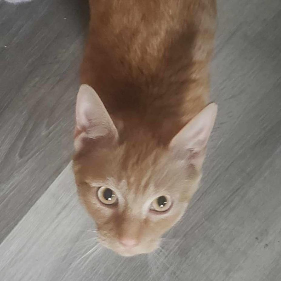 Enlarge Franklin, an adopted Domestic Short Hair in Lemoyne, PA image 6/6