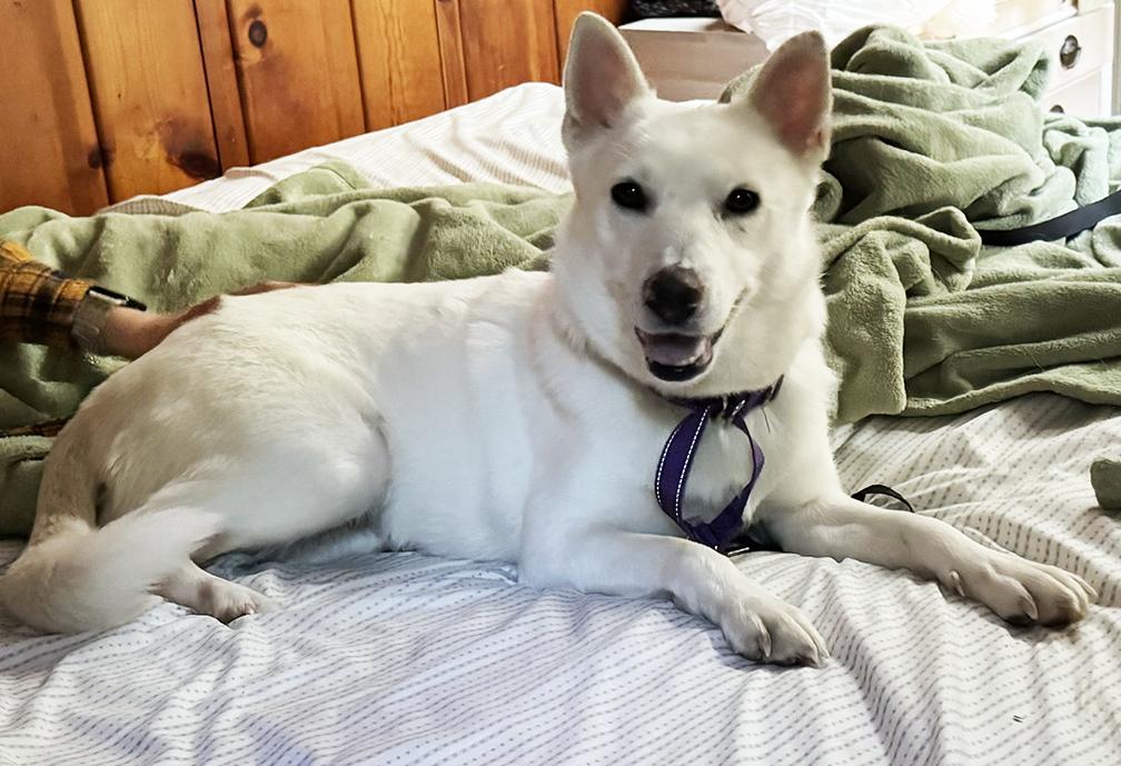 Luna, ADOPTABLE, Young Female German Shepherd Dog & Husky.