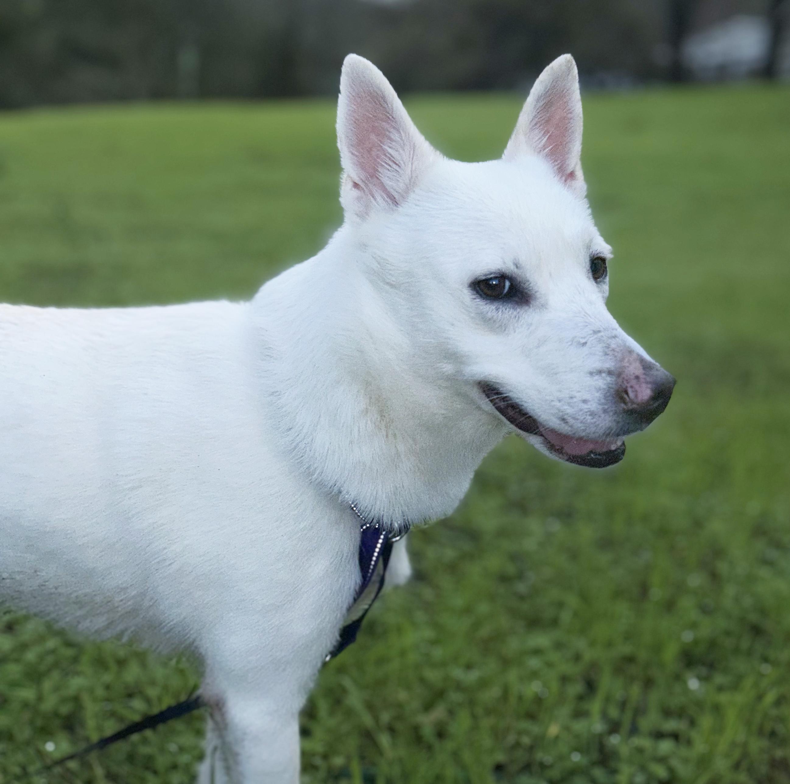 Luna, a ADOPTABLE mixed breed in San Francisco, CA image 3/6