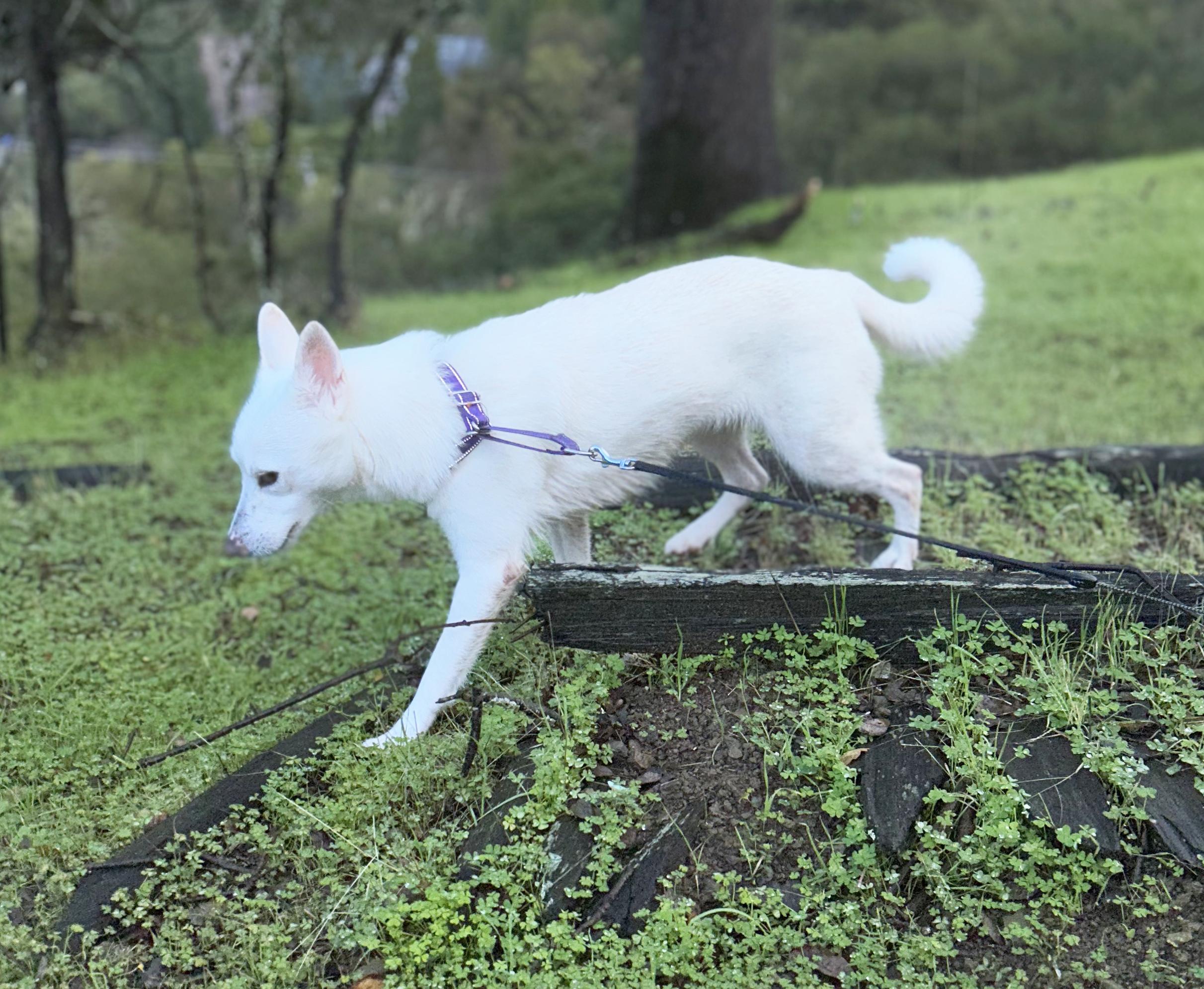 Luna, a ADOPTABLE mixed breed in San Francisco, CA image 4/6