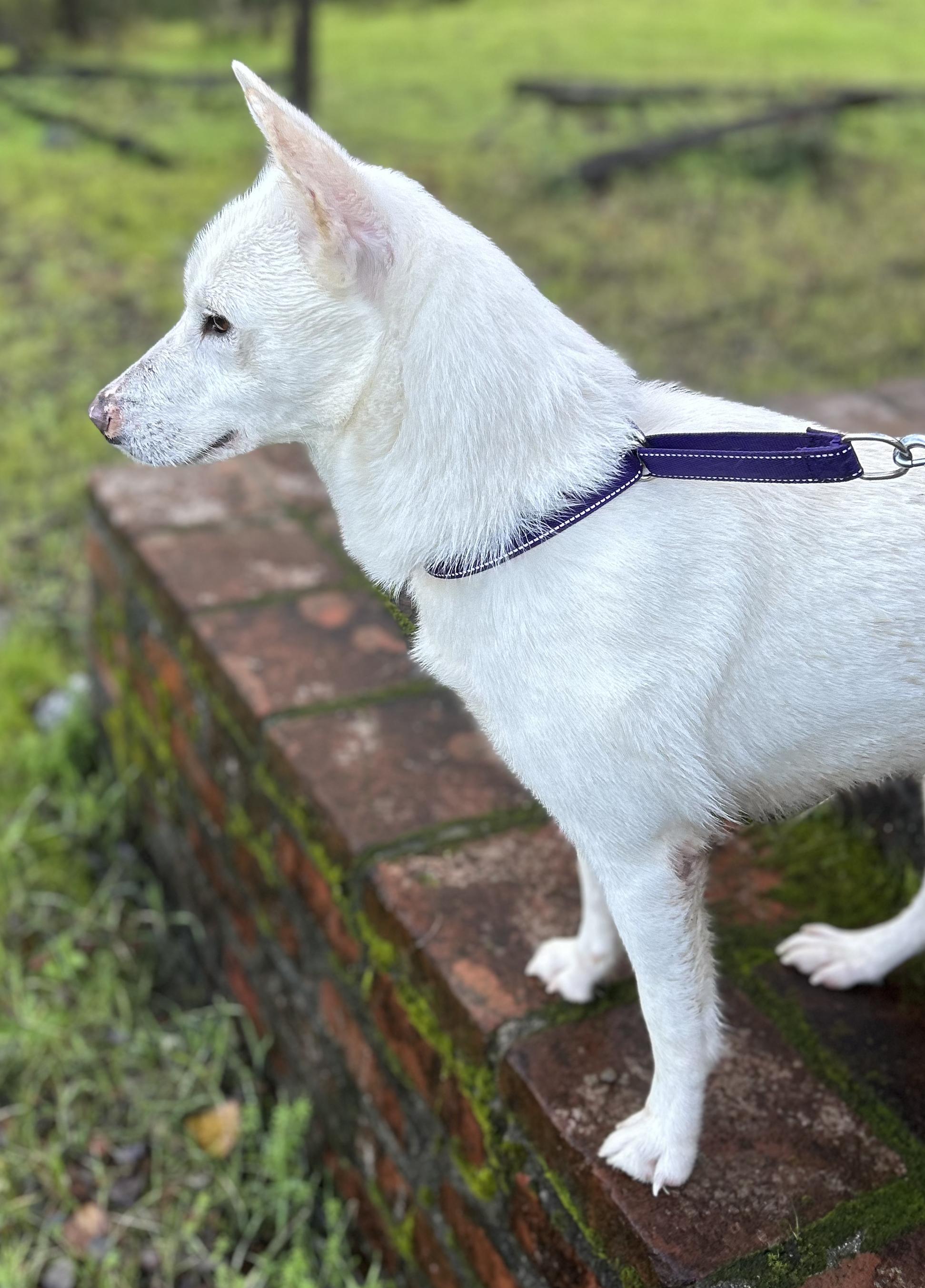 Luna, a ADOPTABLE mixed breed in San Francisco, CA image 6/6