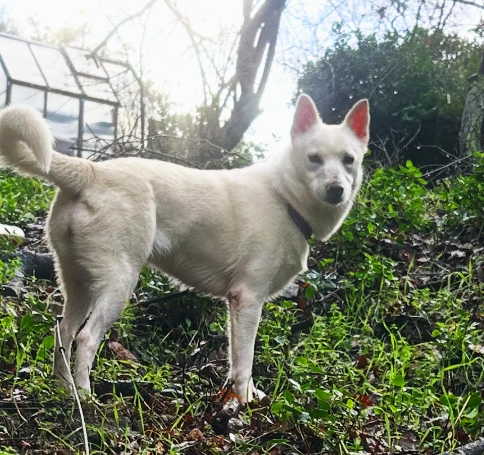 Luna, a ADOPTABLE mixed breed in San Francisco, CA image 5/6