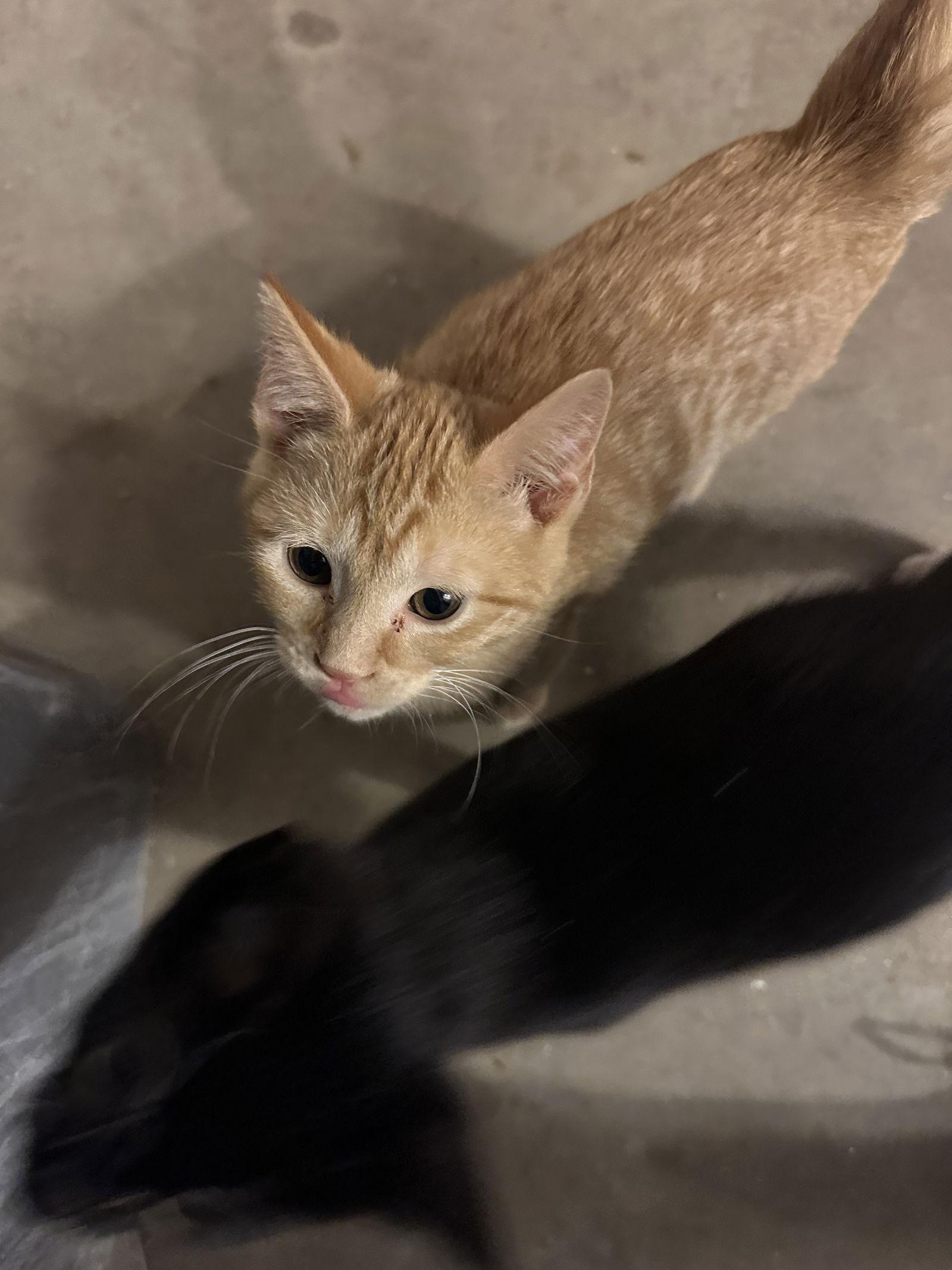 Frito, a Adoptable Domestic Short Hair in Stover, MO image 1/2