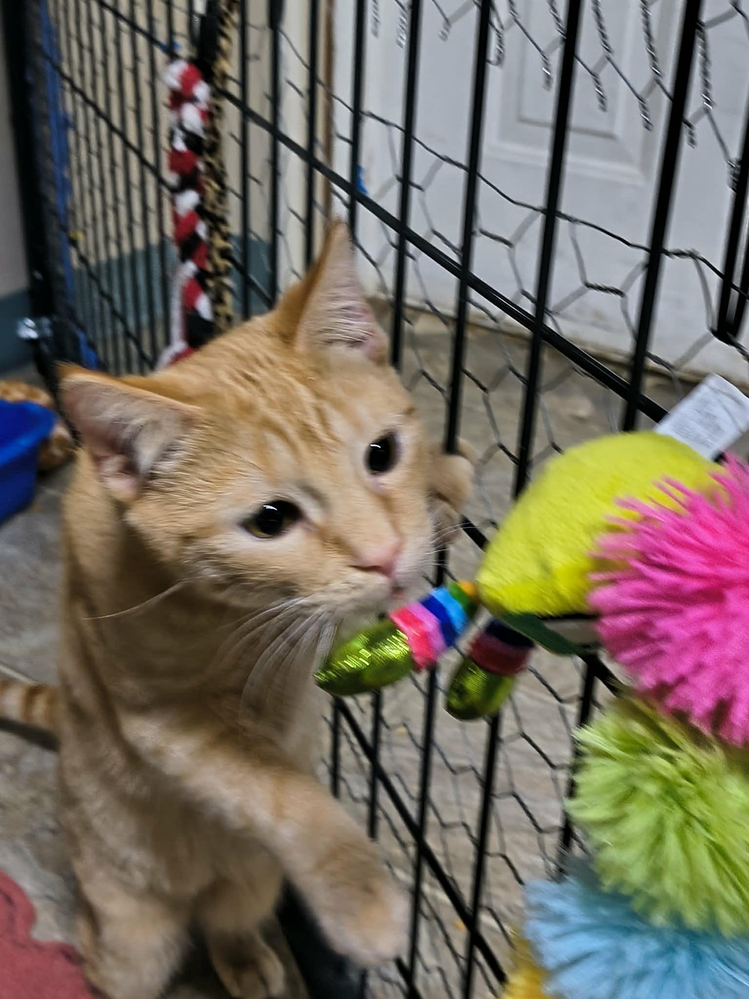 Frito, Adoptable, Young Male Domestic Short Hair.