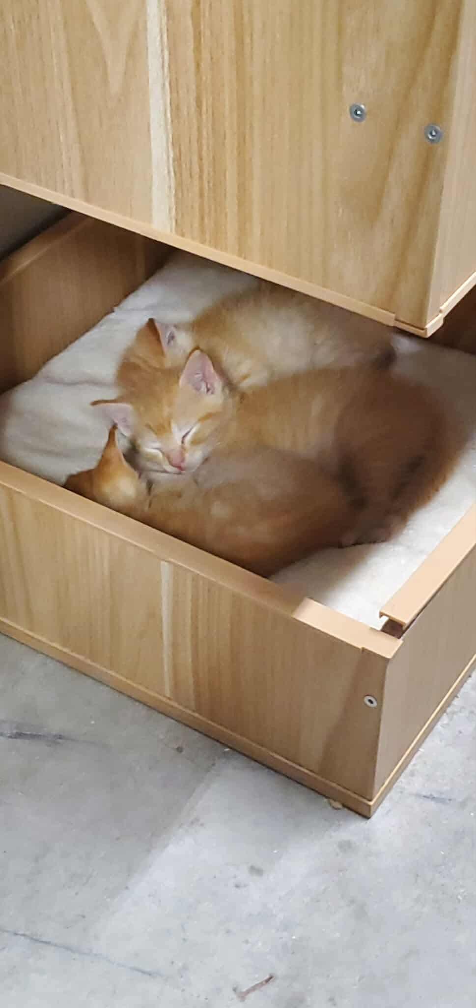 Frito, a Adoptable Domestic Short Hair in Stover, MO image 2/2