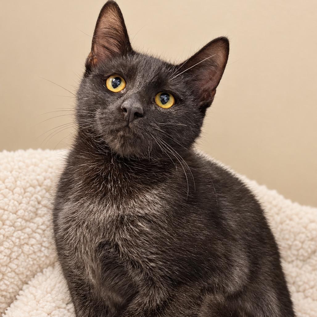 Winnie, Adoptable, Kitten Female Domestic Short Hair.